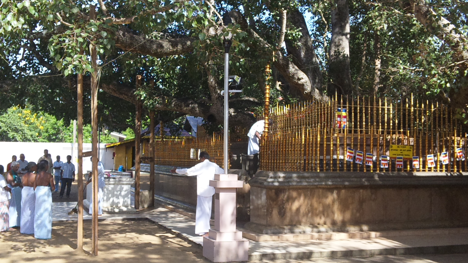 アヌラーダプラ　菩提樹